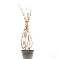 Rispenhortensie 'Limelight' im 5L Topf wei�