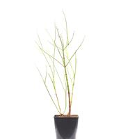 Sch�ne Leycesterie 'Golden Lanterns' im 5 Topf wei�