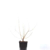 Chinesische Winterbl�te im 5L Topf wei�