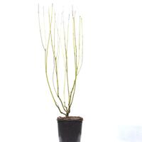 Gelbholz-Hartriegel 'Buds Yellow'