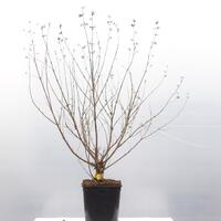 Bartblume 'Summer Sorbet'�