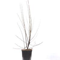 Rote Aronia 'Brillant'