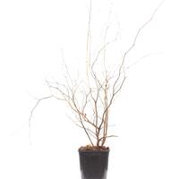 Corylopsis spicata im 5L Topf