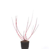 Cornus alba 'Sibirica' im 5L Topf