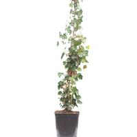 Hedera helix 'Hibernica'