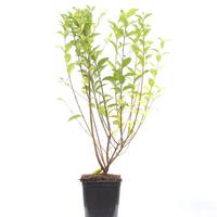 Ligustrum ovalifolium im 5L Topf