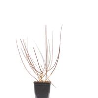 Hortensie, Rispenhortensie 'Bobo'�
