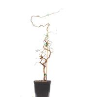 Corylus avellana 'Contorta'