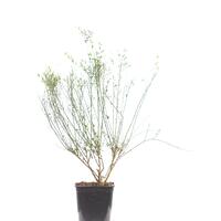 F�rberginster 'Royal Gold'