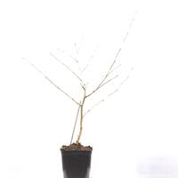 Rotbl�hende Zaubernuss 'Diane'
