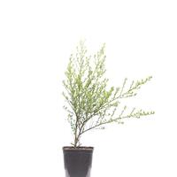 S�ckelblume 'Victoria'