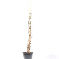Rosenforsythie 'Roseum'