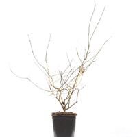 Prunkspiere 'The Bride'