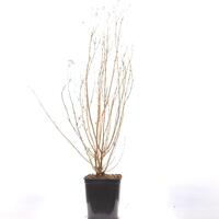 Bartblume 'Stephi'