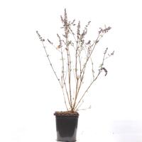 Sommerflieder 'Miss Molly'