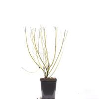 Gelbholz-Hartriegel 'Flaviramea'