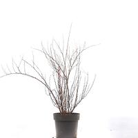 Berberis thunbergii 'Maria'�