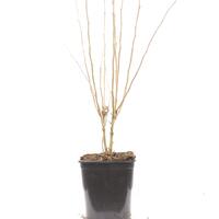 Hibiskus, Eibisch 'Flower Tower White'�