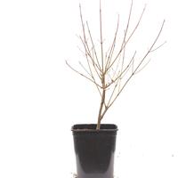  Chinesischer Blumenhartriegel