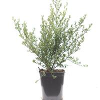 S�ckelblume 'Skylark'