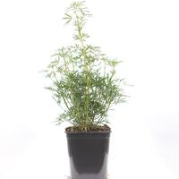 Orangenblume 'White Dazzler'�