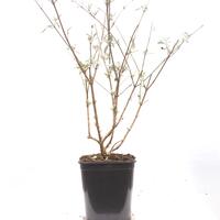 Sommerflieder 'Gulliver'�