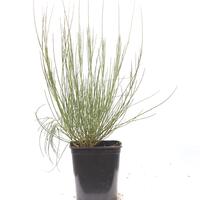 Ginster 'Allgold'