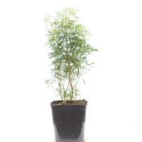  Orangenblume 'Aztec Pearl'�