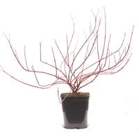 Hartriegel, Weissbunter Hartriegel, Tatarischer Hartriegel 'Elegantissima'