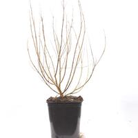 Bartblume 'Kew Blue'
