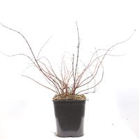 Maiblumenstrauch 'Yuki Cherry Blossom'�