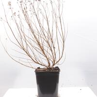 Bartblume 'Blauer Spatz'�