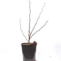 Cercis siliquastrum