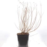 Bartblume 'Sunny Blue'