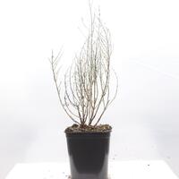 Blauraute 'Lacey Blue'�