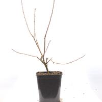 Prunkspiere 'Niagara'�