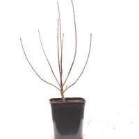 er�ckenstrauch 'Lilla'