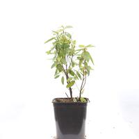 S�ckelblume 'Marie Bleu'