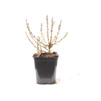 Zwerg-Forsythie, Goldgl�ckchen, 'Nimbus'
