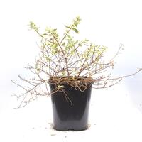 rossbl�tige Abelie 'Sparkling Silver'