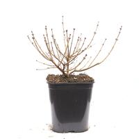 Syringa meyeri 'Palibin'