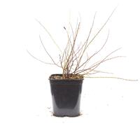 Cytisus purpureus