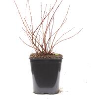 Zwerg-Maiblumenstrauch 'Yuki Snowflake'�
