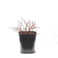 Berberis thunbergii 'Ruby Star'