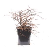 Berberis thunbergii 'Sunsation'