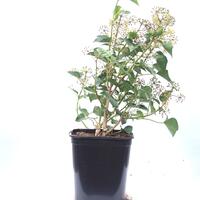 Hedera helix 'Arborescens'