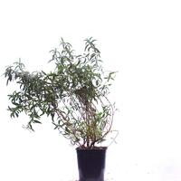 Purpur Zistrose 'Alan Frad'