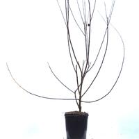Salix caprea 'Silberglanz'