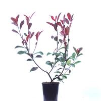 Glanzmispel 'Red Robin'
