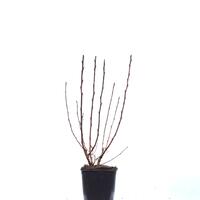 Blasenspiere 'Amber Jubilee'�